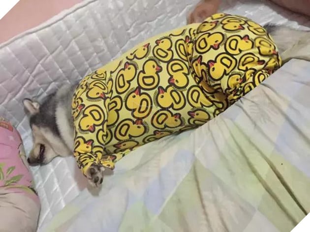 Chú chó Husky béo ú quyết định giảm cân và cái kết không tưởng 10