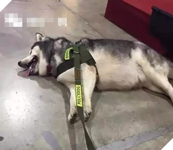 Chú chó Husky béo ú quyết định giảm cân và cái kết không tưởng 12
