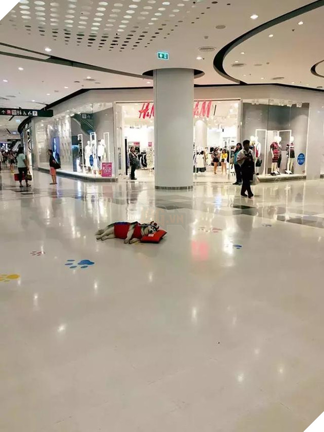 Chú chó Husky béo ú quyết định giảm cân và cái kết không tưởng 14