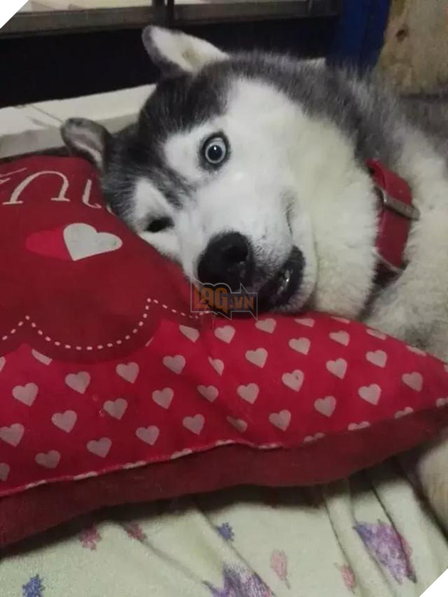 Chú chó Husky béo ú quyết định giảm cân và cái kết không tưởng 13