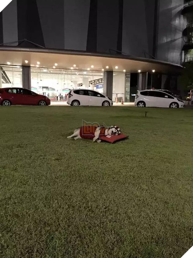 Chú chó Husky béo ú quyết định giảm cân và cái kết không tưởng 15