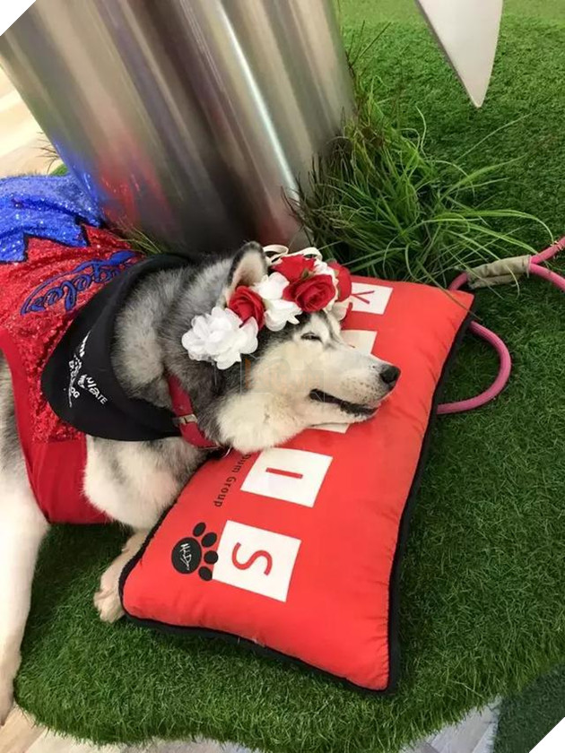 Chú chó Husky béo ú quyết định giảm cân và cái kết không tưởng 16