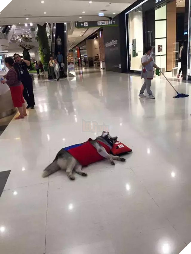 Chú chó Husky béo ú quyết định giảm cân và cái kết không tưởng 18