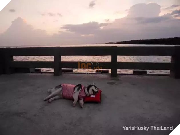 Chú chó Husky béo ú quyết định giảm cân và cái kết không tưởng 17