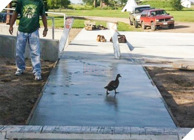 19 trò phá đám hội nghị của đám động vật xấu tính, xấu nết - Ảnh 31.