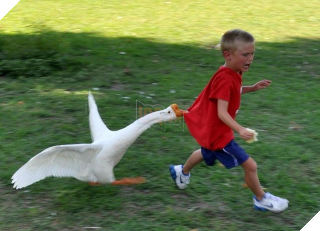 19 trò phá đám hội nghị của đám động vật xấu tính, xấu nết - Ảnh 35.