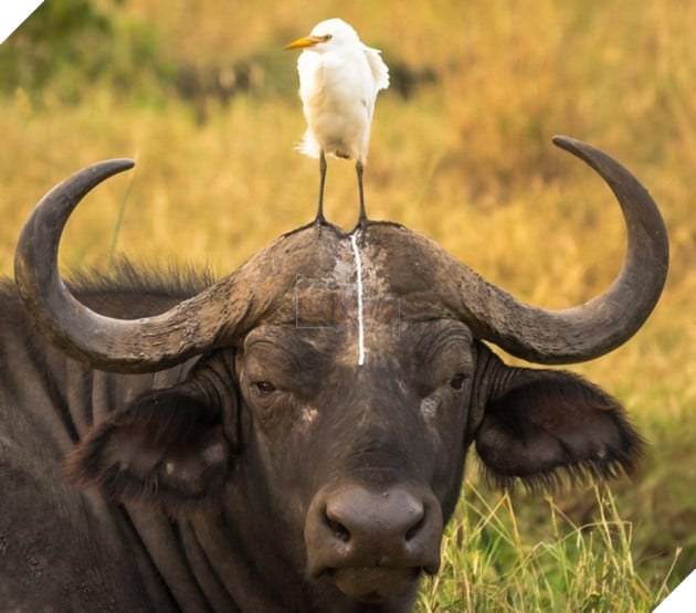 19 trò phá đám hội nghị của đám động vật xấu tính, xấu nết - Ảnh 3.