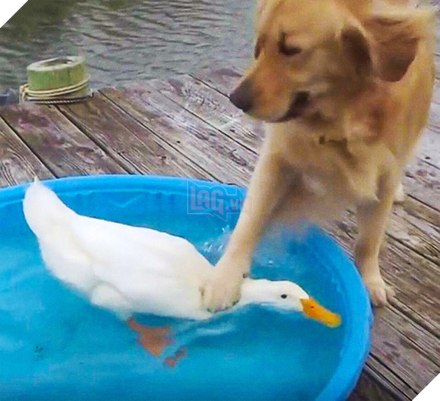 19 trò phá đám hội nghị của đám động vật xấu tính, xấu nết - Ảnh 7.