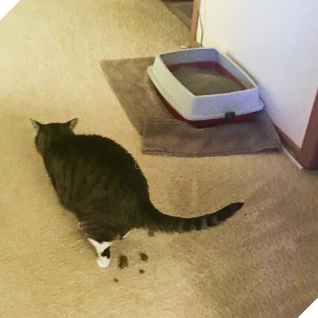 19 trò phá đám hội nghị của đám động vật xấu tính, xấu nết - Ảnh 9.