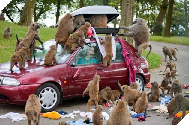 19 trò phá đám hội nghị của đám động vật xấu tính, xấu nết - Ảnh 11.