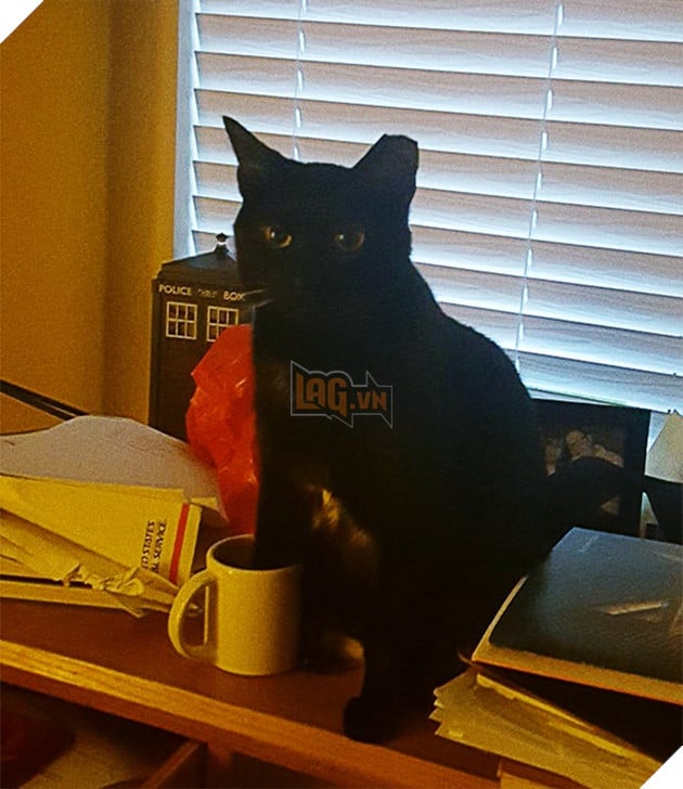 19 trò phá đám hội nghị của đám động vật xấu tính, xấu nết - Ảnh 13.