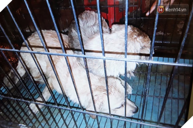 Clip 2 chú chó bị kéo lê đến chảy máu trên đường phố và đoạn kết đẹp từ sự bao đồng của người Sài Gòn - Ảnh 3.