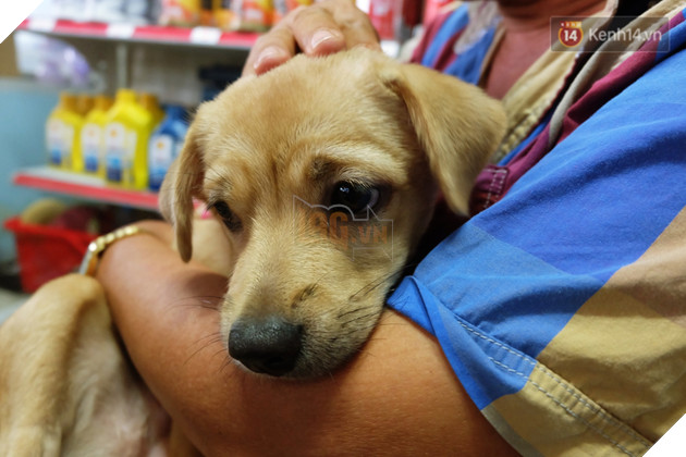 Clip 2 chú chó bị kéo lê đến chảy máu trên đường phố và đoạn kết đẹp từ sự bao đồng của người Sài Gòn - Ảnh 6.