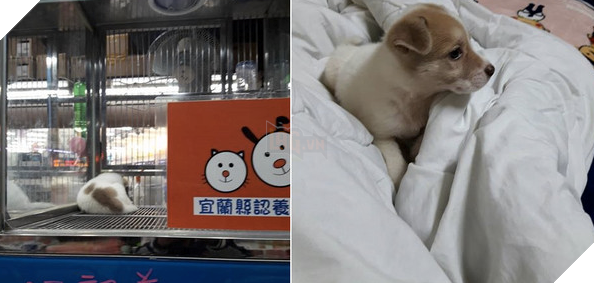 Chó cưng nhìn cô chủ với ‘ánh mắt hình viên đạn’, nguyên nhân khiến cả nhà không nhịn được cười 5