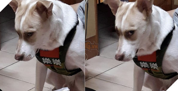 Chó cưng nhìn cô chủ với ‘ánh mắt hình viên đạn’, nguyên nhân khiến cả nhà không nhịn được cười