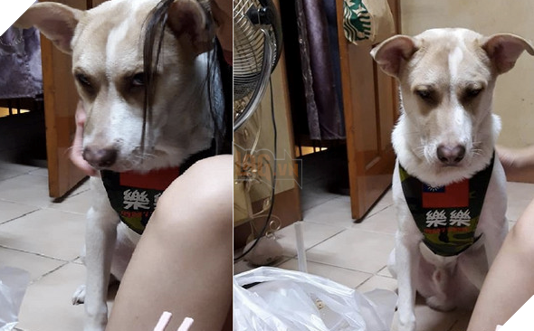 Chó cưng nhìn cô chủ với ‘ánh mắt hình viên đạn’, nguyên nhân khiến cả nhà không nhịn được cười 3