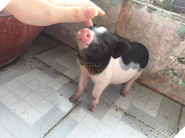 Chú heo tên Chó - thú cưng của đôi bạn ở Sài Gòn: Ăn tất cả mọi thứ, rồi ngủ và đi lòng vòng - Ảnh 5.