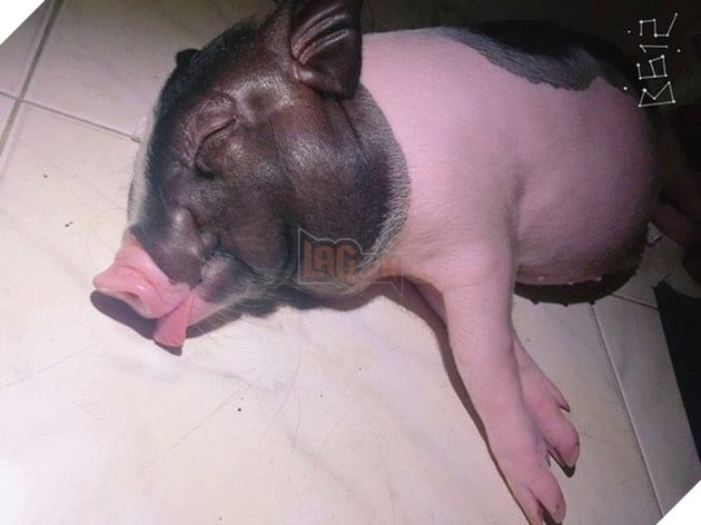 Chú heo tên Chó - thú cưng của đôi bạn ở Sài Gòn: Ăn tất cả mọi thứ, rồi ngủ và đi lòng vòng - Ảnh 1.