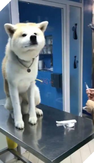 Chú chó ‘hiên ngang’ đến phòng khám, khi bác sĩ vừa giơ kim tiêm lên nó đã… Dân mạng cười lăn 2