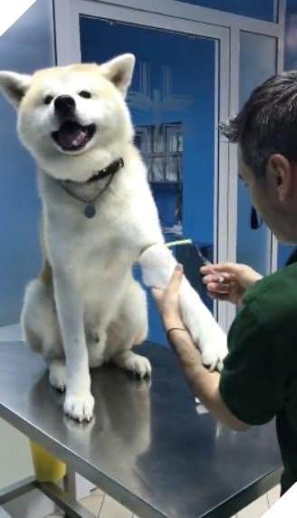 Chú chó ‘hiên ngang’ đến phòng khám, khi bác sĩ vừa giơ kim tiêm lên nó đã… Dân mạng cười lăn 3