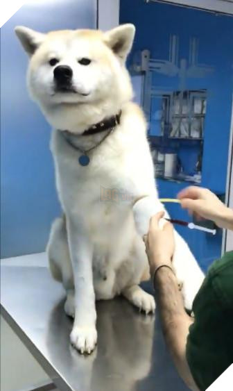 Chú chó ‘hiên ngang’ đến phòng khám, khi bác sĩ vừa giơ kim tiêm lên nó đã… Dân mạng cười lăn 4