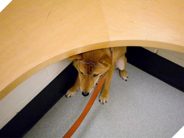 Chú chó ‘hiên ngang’ đến phòng khám, khi bác sĩ vừa giơ kim tiêm lên nó đã… Dân mạng cười lăn 6