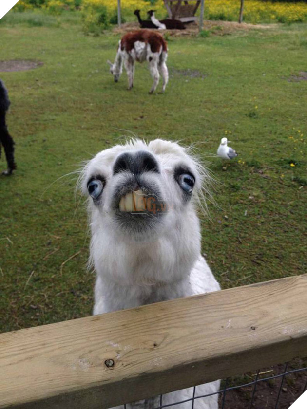 58c64a3a2cf82_e5gm6kb__605