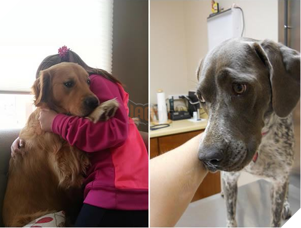 Chú chó ‘hiên ngang’ đến phòng khám, khi bác sĩ vừa giơ kim tiêm lên nó đã… Dân mạng cười lăn 13