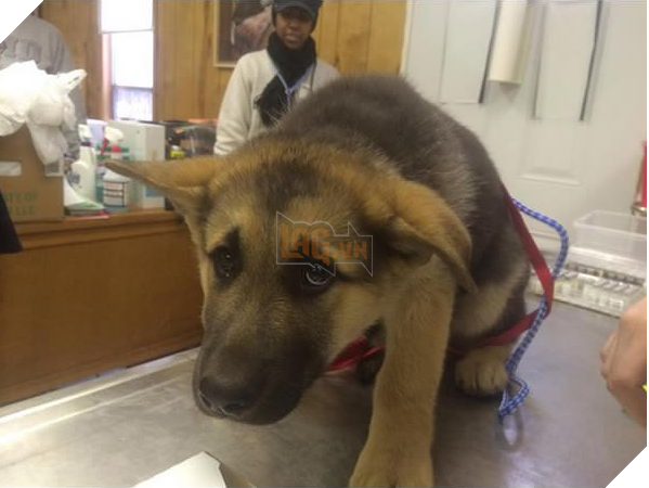 Chú chó ‘hiên ngang’ đến phòng khám, khi bác sĩ vừa giơ kim tiêm lên nó đã… Dân mạng cười lăn 8