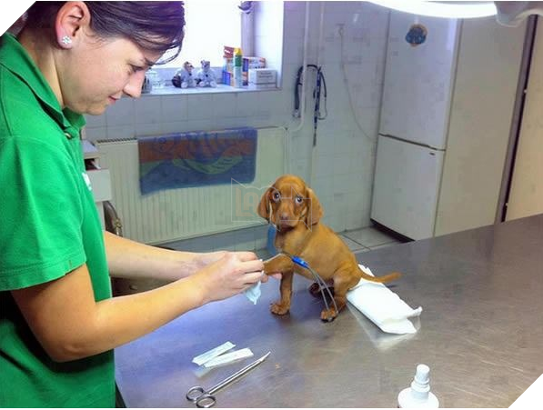 Chú chó ‘hiên ngang’ đến phòng khám, khi bác sĩ vừa giơ kim tiêm lên nó đã… Dân mạng cười lăn 9