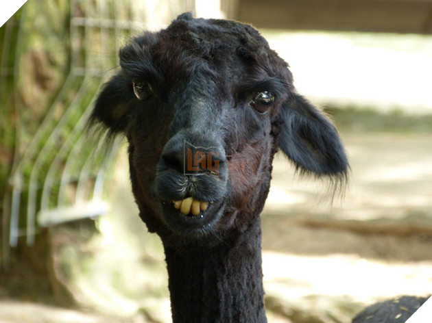 7434365958_11e68cd5f3_b