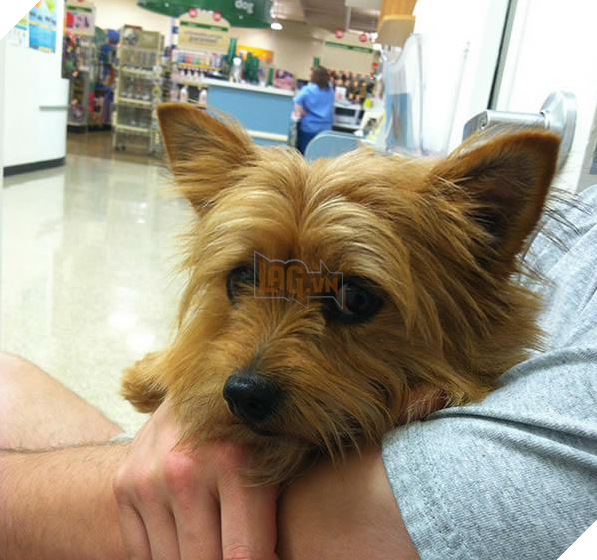 Chú chó ‘hiên ngang’ đến phòng khám, khi bác sĩ vừa giơ kim tiêm lên nó đã… Dân mạng cười lăn 12