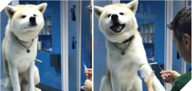 Chú chó ‘hiên ngang’ đến phòng khám, khi bác sĩ vừa giơ kim tiêm lên nó đã… Dân mạng cười lăn
