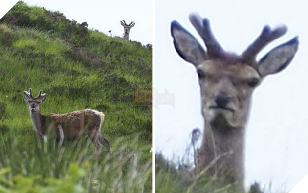 animais-nao-fotogenicos-7