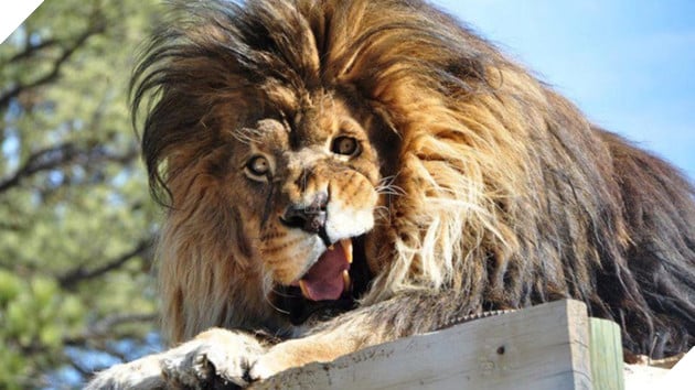 animals with down syndrome1