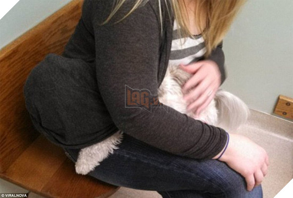 Chú chó ‘hiên ngang’ đến phòng khám, khi bác sĩ vừa giơ kim tiêm lên nó đã… Dân mạng cười lăn 10