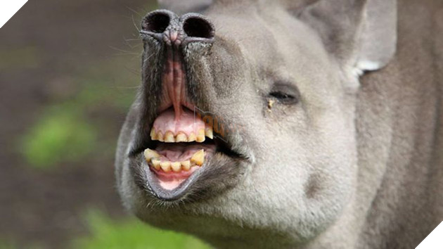 Khuôn mặt xấu đau đớn của 21 con vật kém ăn hình nhất quả đất - Ảnh 29.