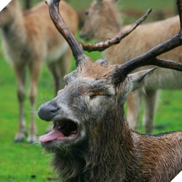 Khuôn mặt xấu đau đớn của 21 con vật kém ăn hình nhất quả đất - Ảnh 33.