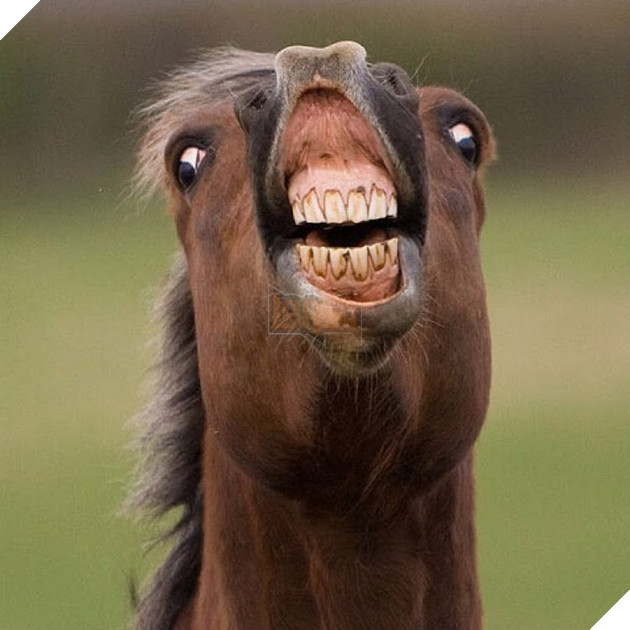 Khuôn mặt xấu đau đớn của 21 con vật kém ăn hình nhất quả đất - Ảnh 35.