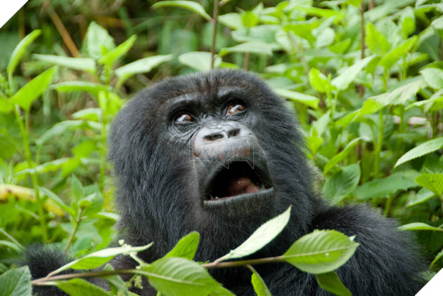 Khuôn mặt xấu đau đớn của 21 con vật kém ăn hình nhất quả đất - Ảnh 37.