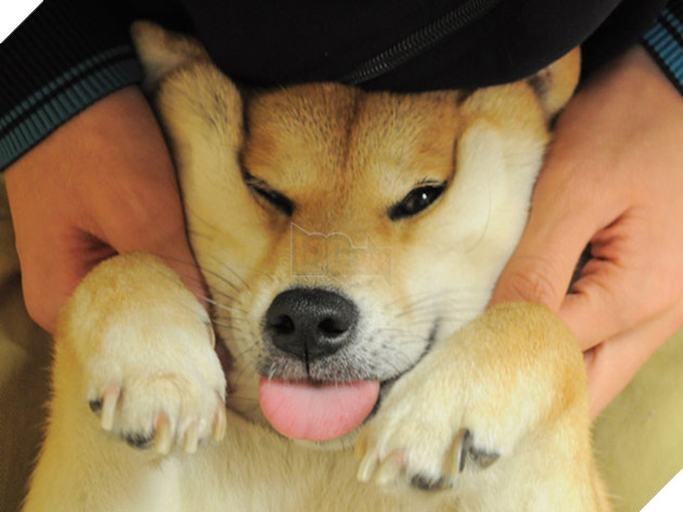 17 chú chó dễ tính dù bị con sen bắt nạt mà vẫn cười toe toét - Ảnh 25.