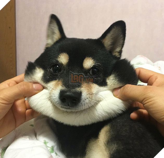 17 chú chó dễ tính dù bị con sen bắt nạt mà vẫn cười toe toét - Ảnh 11.