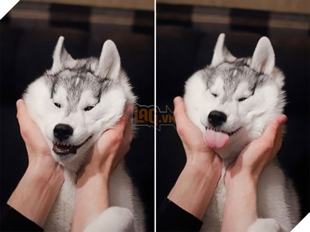 17 chú chó dễ tính dù bị con sen bắt nạt mà vẫn cười toe toét - Ảnh 17.