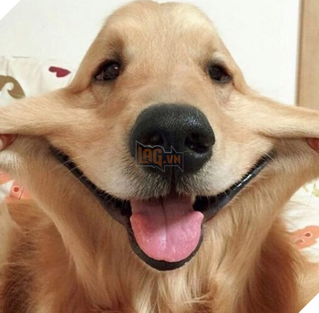 17 chú chó dễ tính dù bị con sen bắt nạt mà vẫn cười toe toét - Ảnh 1.