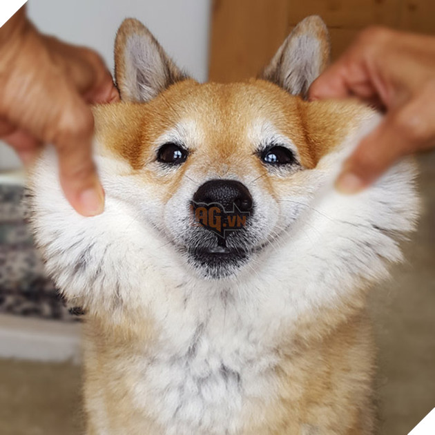 17 chú chó dễ tính dù bị con sen bắt nạt mà vẫn cười toe toét - Ảnh 5.