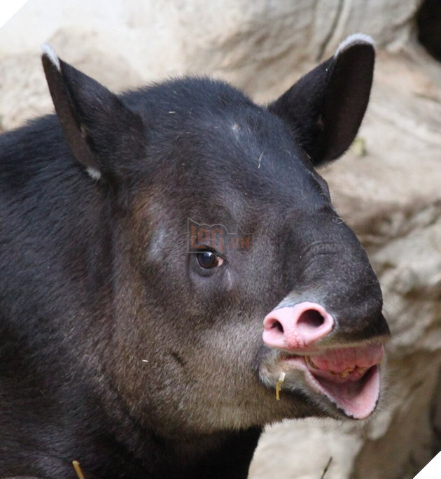 Khuôn mặt xấu đau đớn của 21 con vật kém ăn hình nhất quả đất - Ảnh 39.