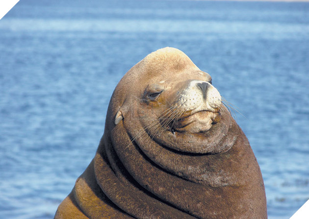 Khuôn mặt xấu đau đớn của 21 con vật kém ăn hình nhất quả đất - Ảnh 41.