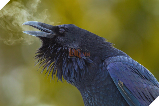 Tuyển tập những tác phẩm khiến bạn đau não không hiểu có phải Photoshop hay không - Ảnh 17.