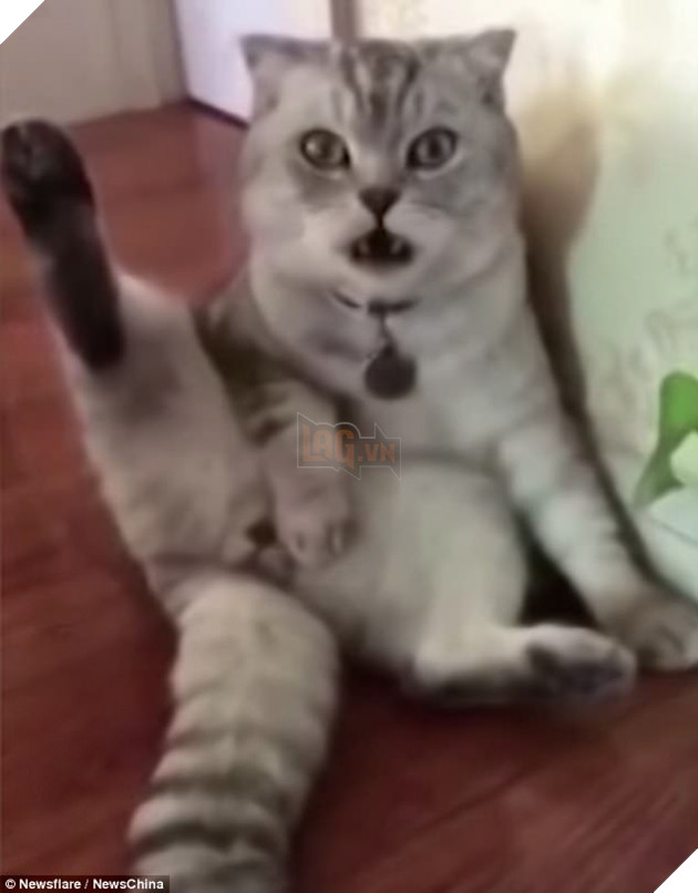 meo ha hoc mom than tho khi nhan ra minh da bi thien hinh anh 1