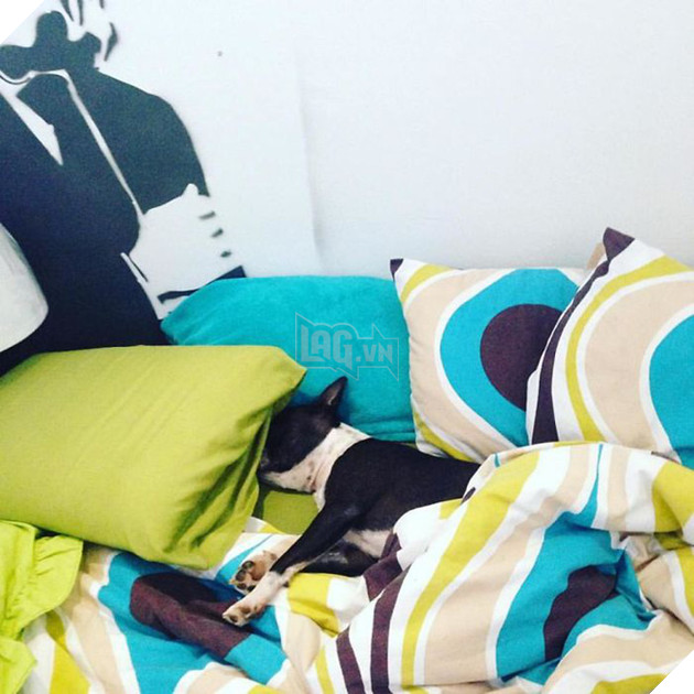 12742109_10154448077537971_7022075996227167168_n-59df6babf40cf__700